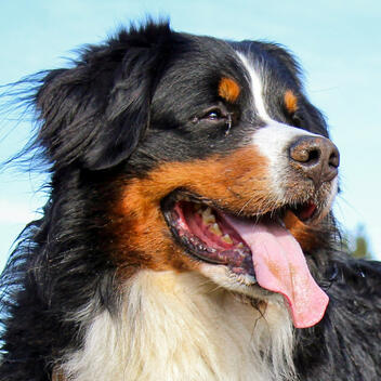 TryVertty dog avatar — plant-based flea and tick collar testing