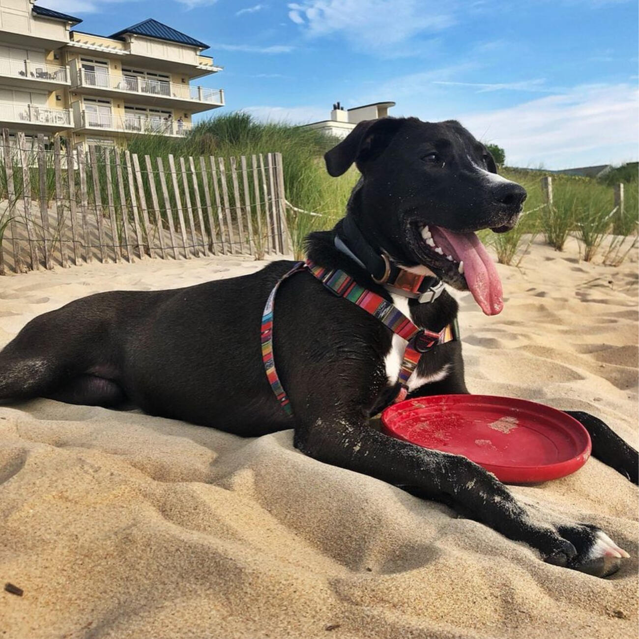 DEWEL™ Hebal Collar — DEWEL™ Flea & Tick Dog Collar