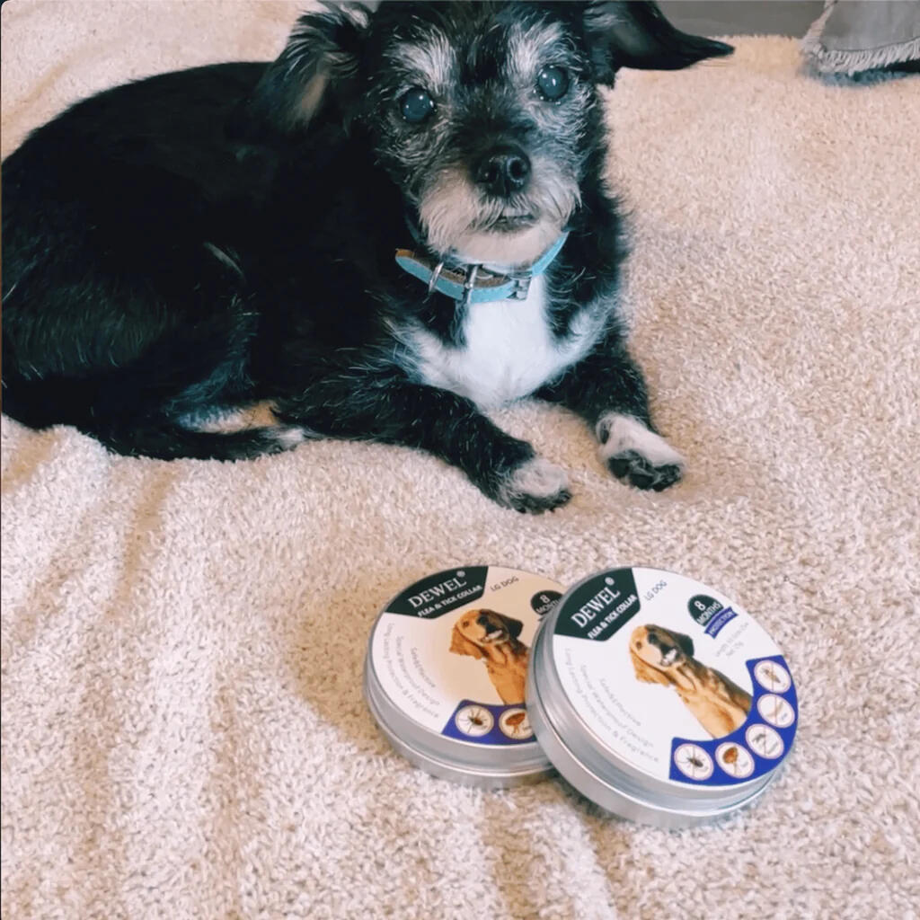 DEWEL™ Collar — DEWEL™ Flea & Tick Collar for Dogs