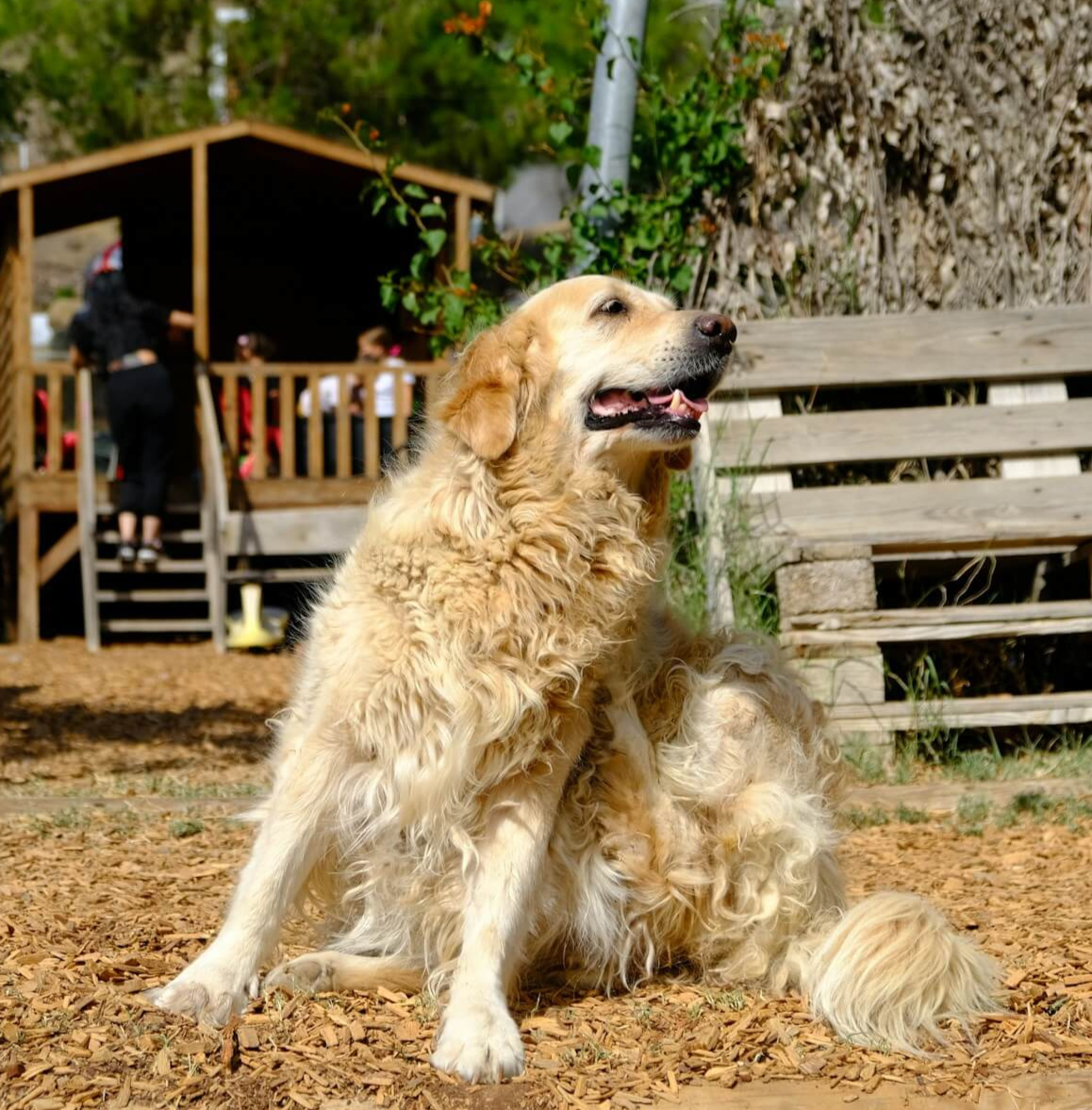 Why Fleas Are Hard to Avoid?